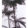 Palmy